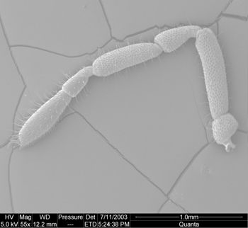 Media type: image;   Invertebrate Zoology 134644